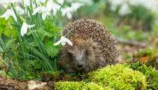 The UK's 2019 'State of Nature' report revealed that most UK species have declined since the 1970s, with 15% now facing extinction